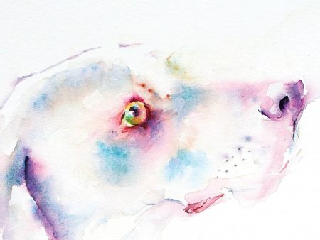 Jean Haines: Watercolor Animals Sale