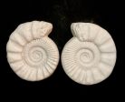 The Ammonites Pair For Cheap