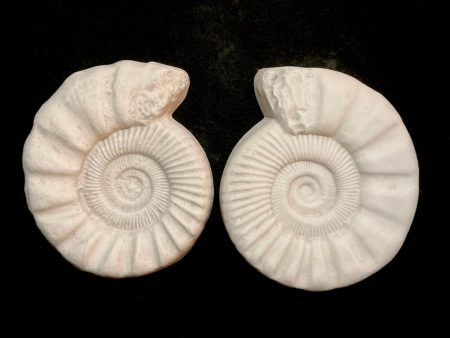 The Ammonites Pair For Cheap