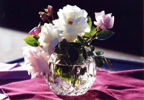 Jan Kunz: Roses in Crystal Online Hot Sale